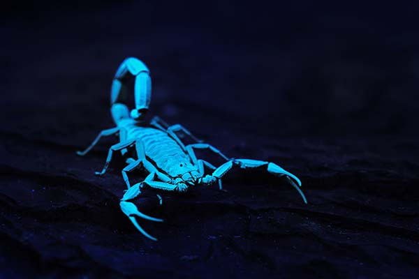 glowing-scorpion glowing-scorpion