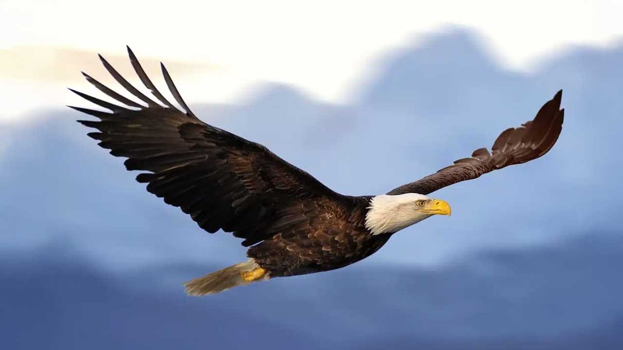 How do birds help us remember who we are?