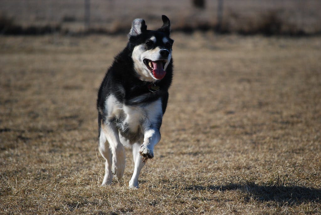Dog Running