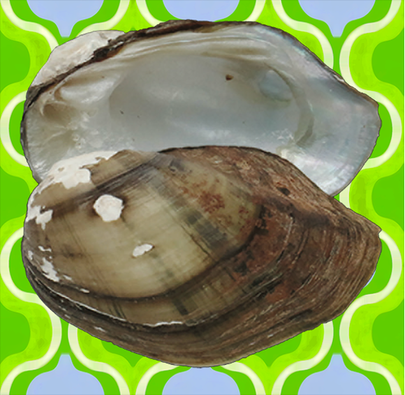A yellowish shell with green highlights, wide umbos and an angular ventro-posterior margin on a green background. A yellowish shell with green highlights, wide umbos and an angular ventro-posterior margin on a green background.