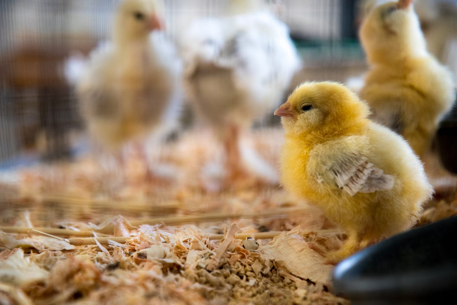 Baby chicken. Photo by <a href="https://unsplash.com/@ninjason?utm_source=unsplash&utm_medium=referral&utm_content=creditCopyText">Jason Leung</a> on <a href="https://unsplash.com/photos/Gky4wYp9mvg?utm_source=unsplash&utm_medium=referral&utm_content=creditCopyText">Unsplash</a>   