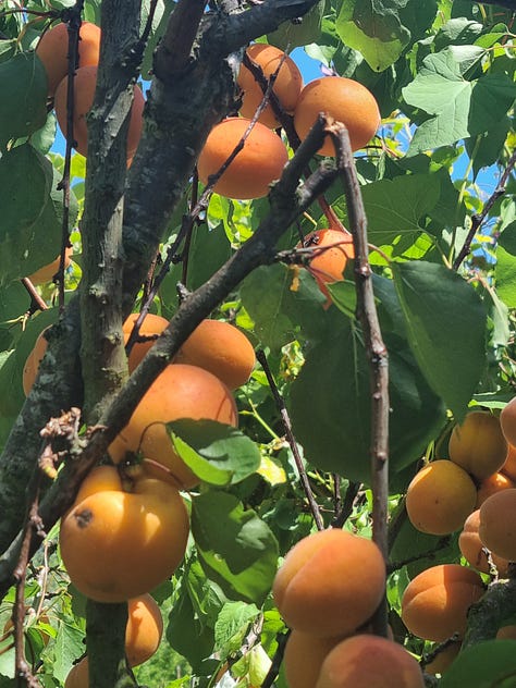 Apricot tree, a trio of shrubs, morello jam making