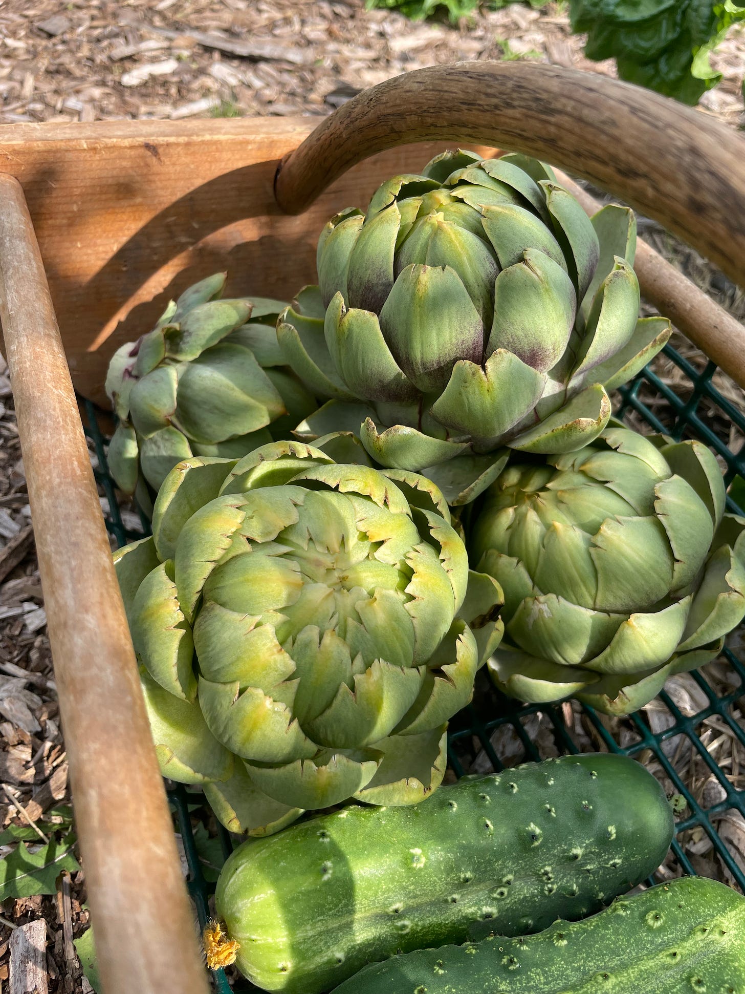 four artichokes in a harvest basket, with some cucumbers