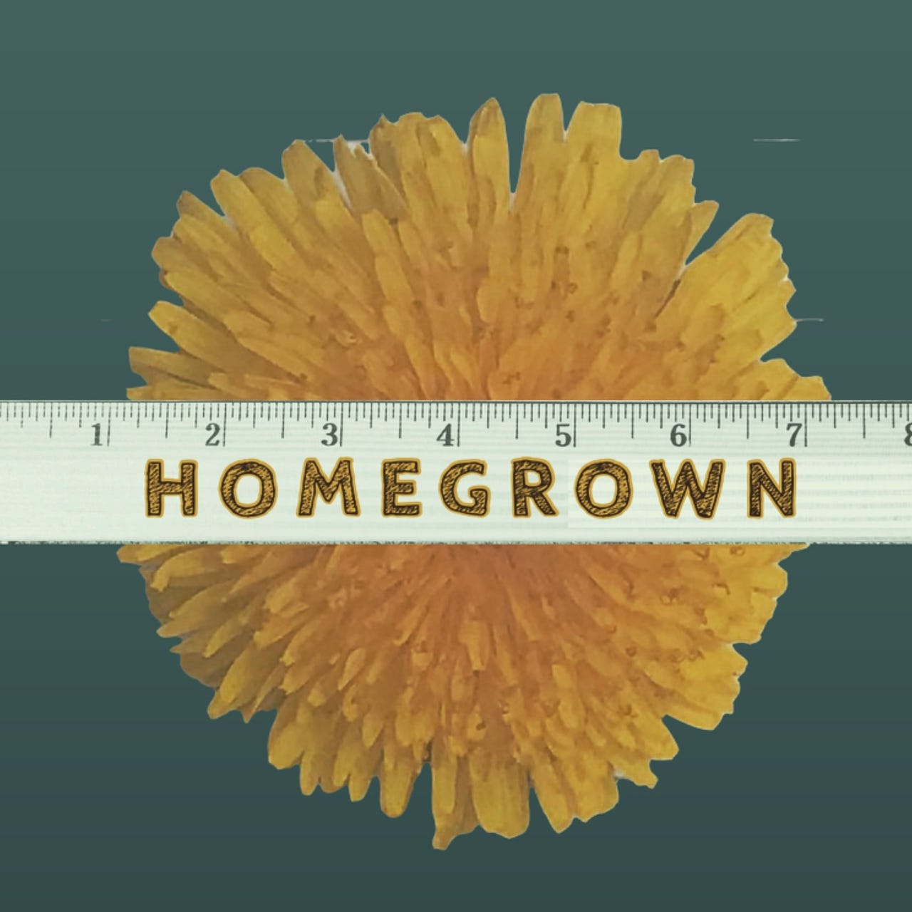 Substack profile picture for @homegrown