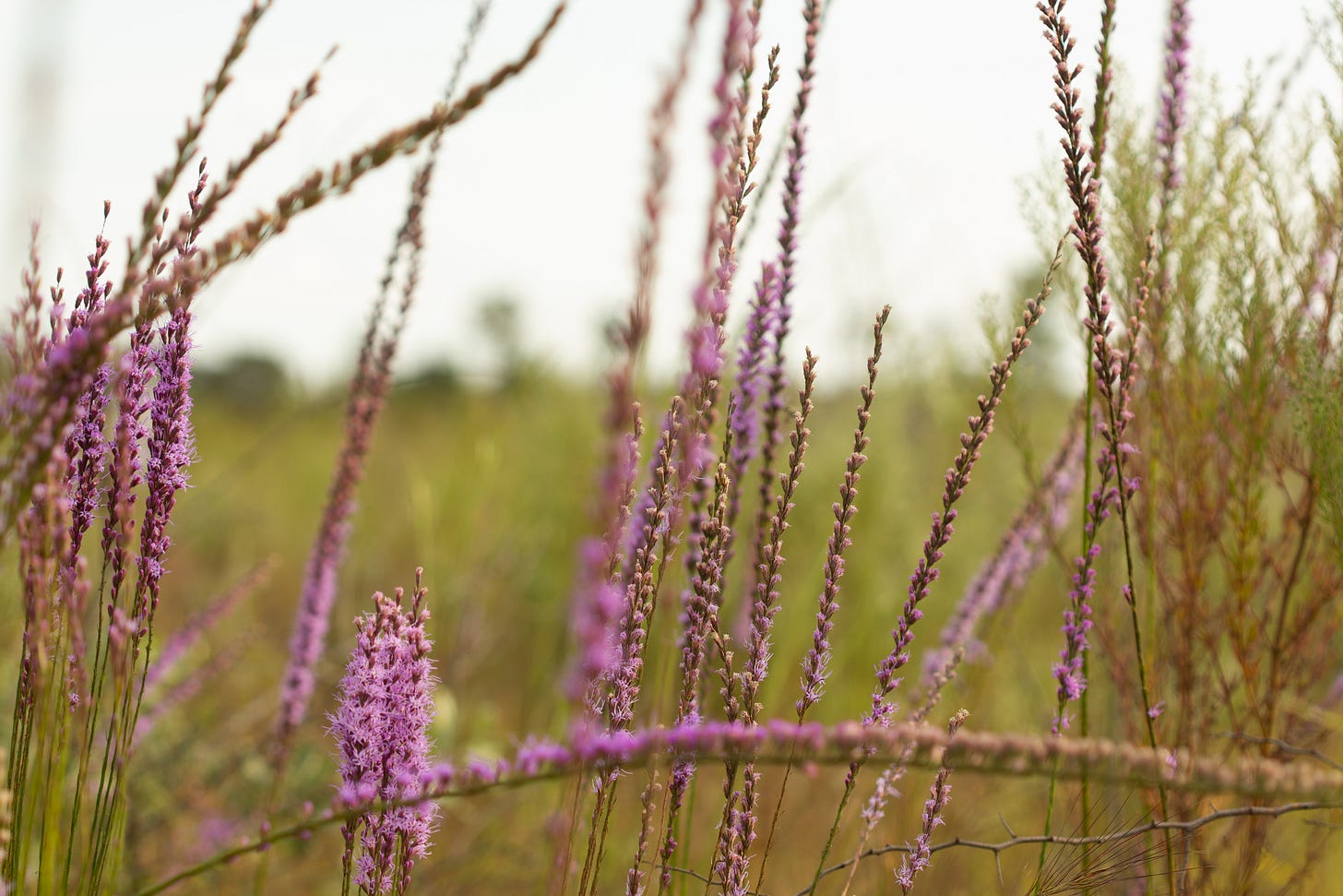 Many tall, thin flower stalks lined with small, bright purple flowers, against a soft focus background of a green field with some yellow flowers and dark green hills in the distance.
