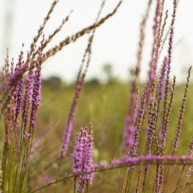 Sandhills Superbloom