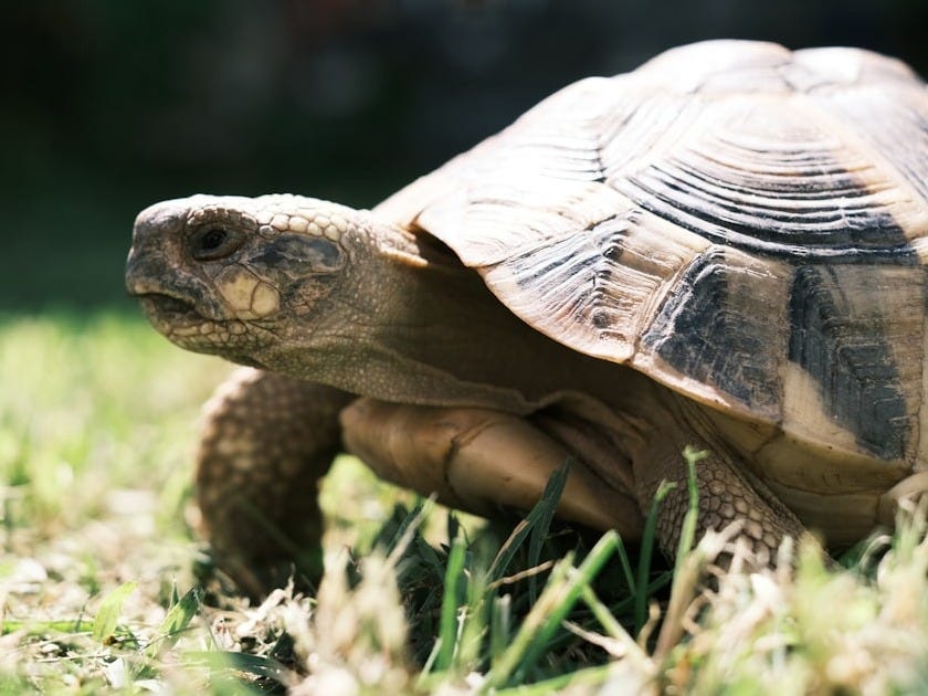 a close up of a turtle in the grass