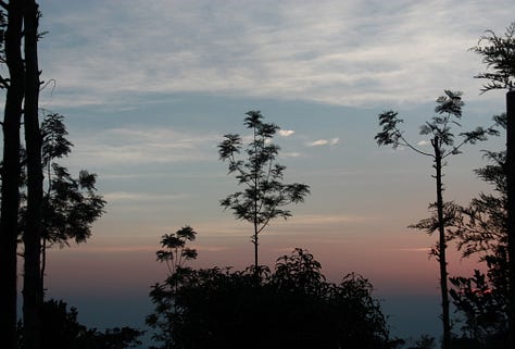 Images which show close-cropped rows of tea bushes with taller trees amongh them, as described in the text. Some are in full sun, some in evening light and some on the mist