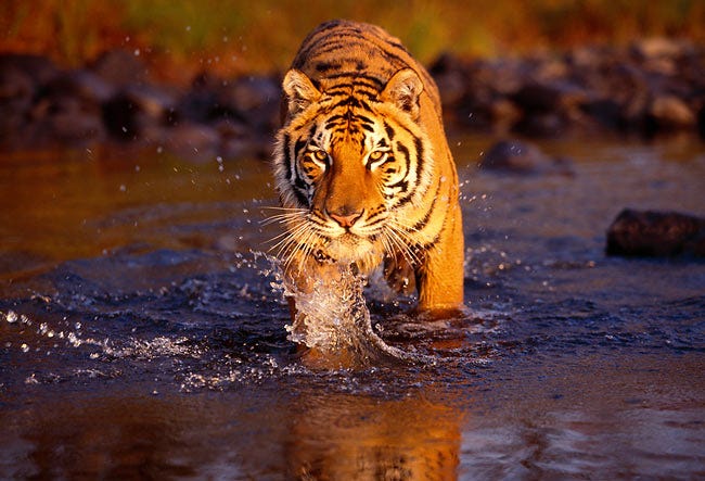 Bengal Tiger Walking Towards Camera In Water Splashing At ...
