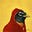 Hooded Robin's avatar
