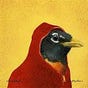 Hooded Robin's avatar