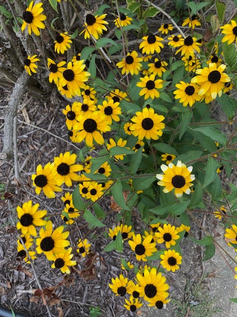 Black eyed Susan, Rudbeckia hirta 