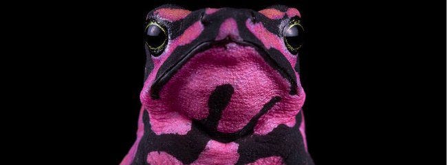 Une grenouille colorée d'Amérique du Sud Une grenouille colorée d'Amérique du Sud