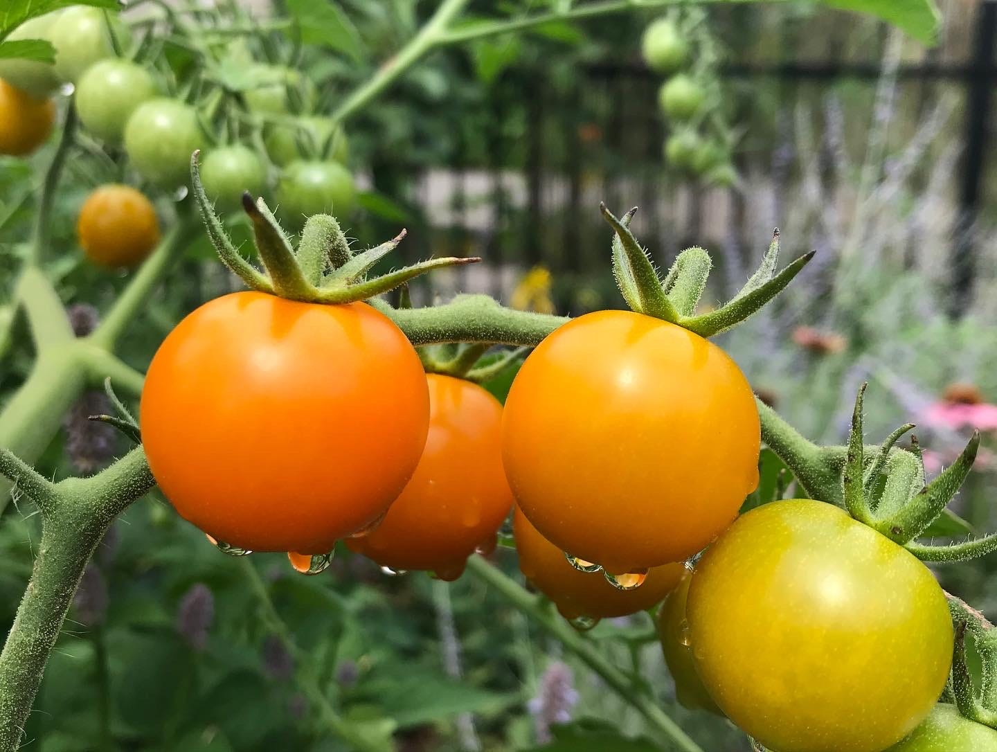sungold tomato fruits
