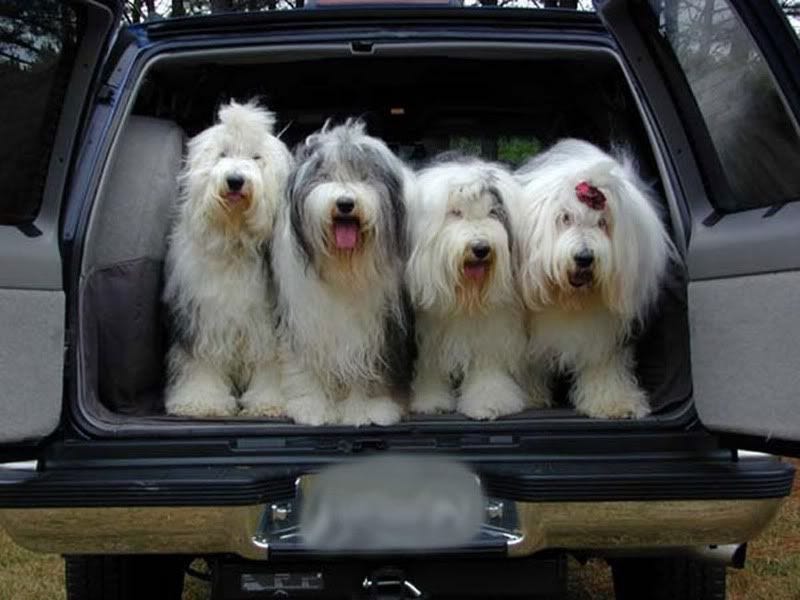 beaded Eliza Old English sheepdog pin pendant commission beadwork for sale etsy the lone beader beaded Eliza Old English sheepdog pin pendant commission beadwork for sale etsy the lone beader