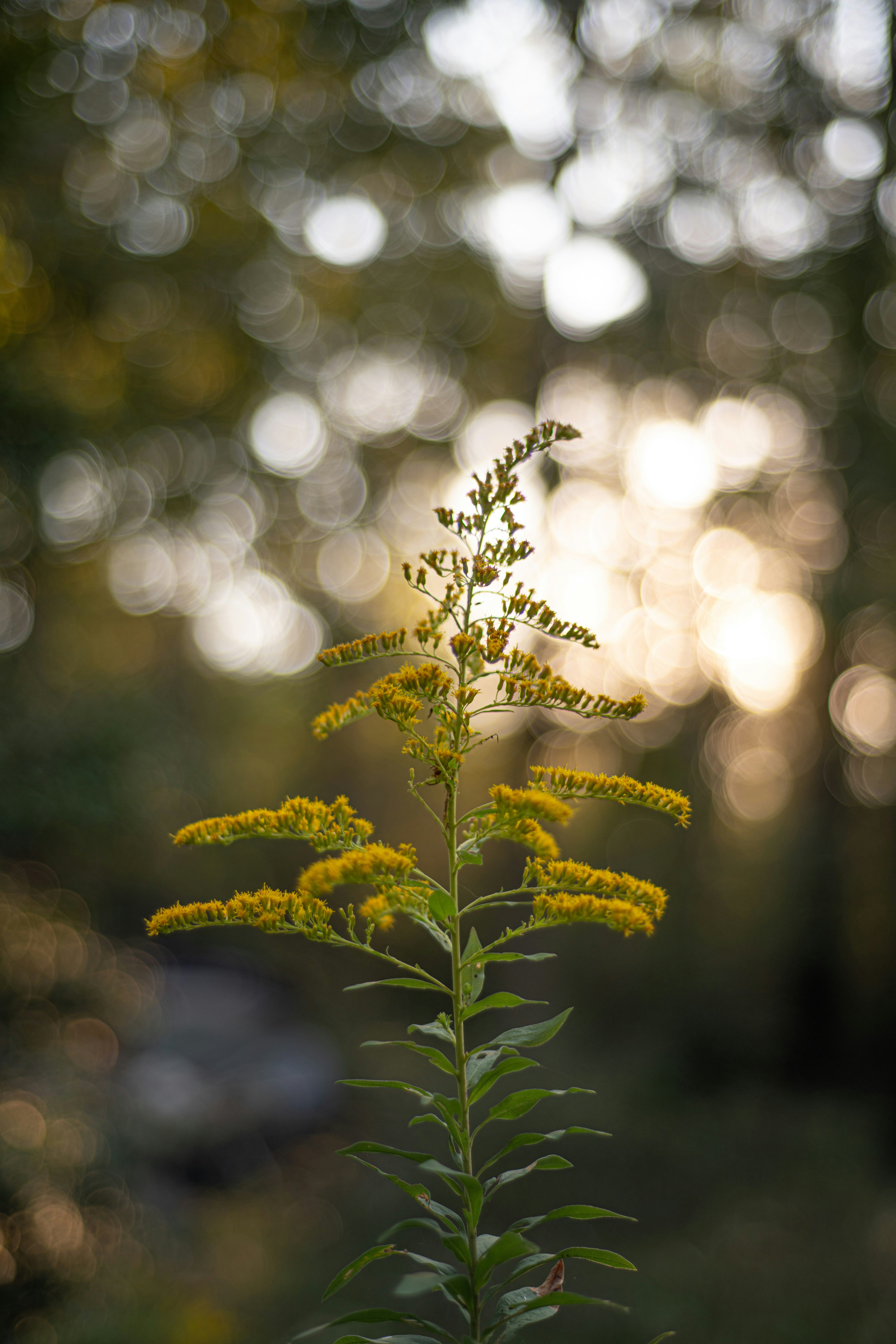 Goldenrod to the Rescue - The Hungry Homesteader