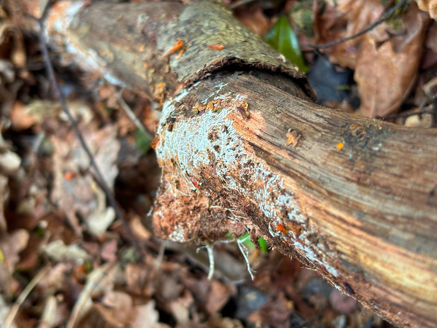 Meeting mycelium