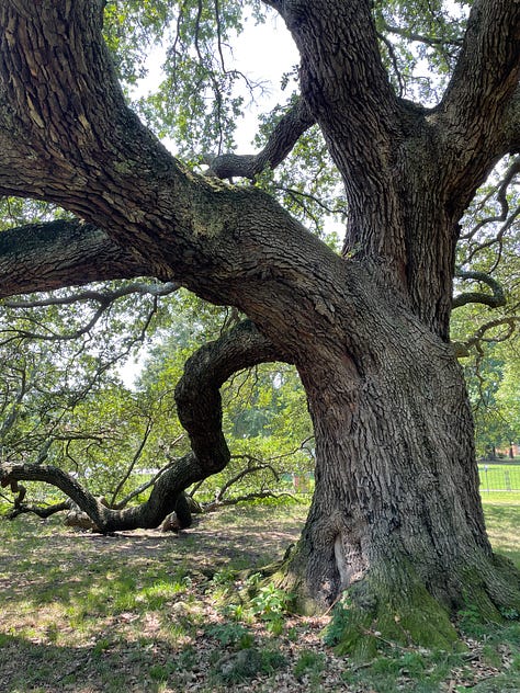 Three photos of a live oak tree with convoluted branches