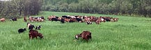 Farmer Greg's Substack