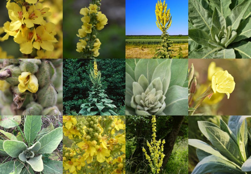 Mullein History Mullein History
