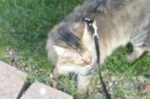 Chase_Leash_2_Leash_Training_Your_Cat Chase_Leash_2_Leash_Training_Your_Cat