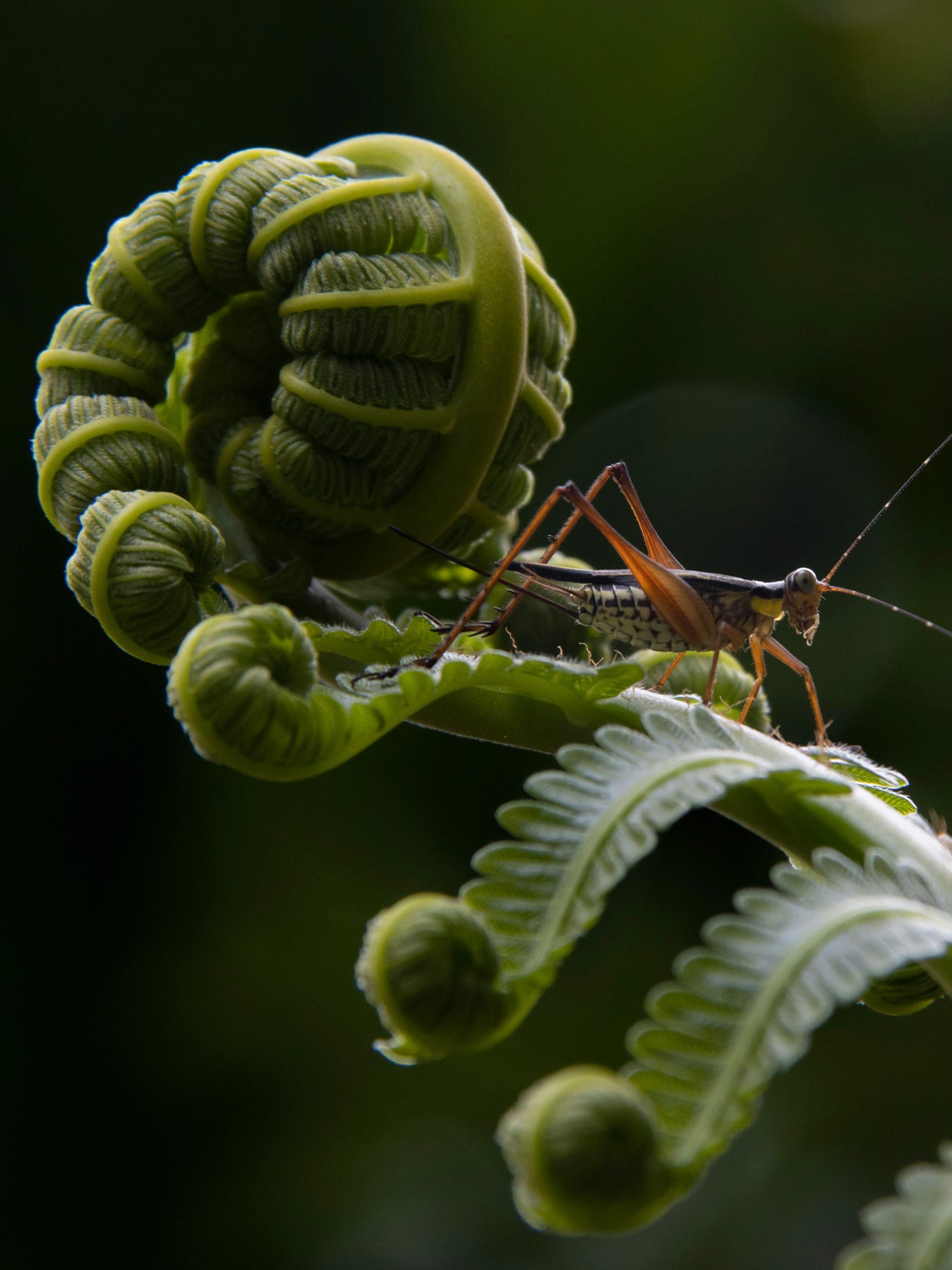 Cricket on a plant