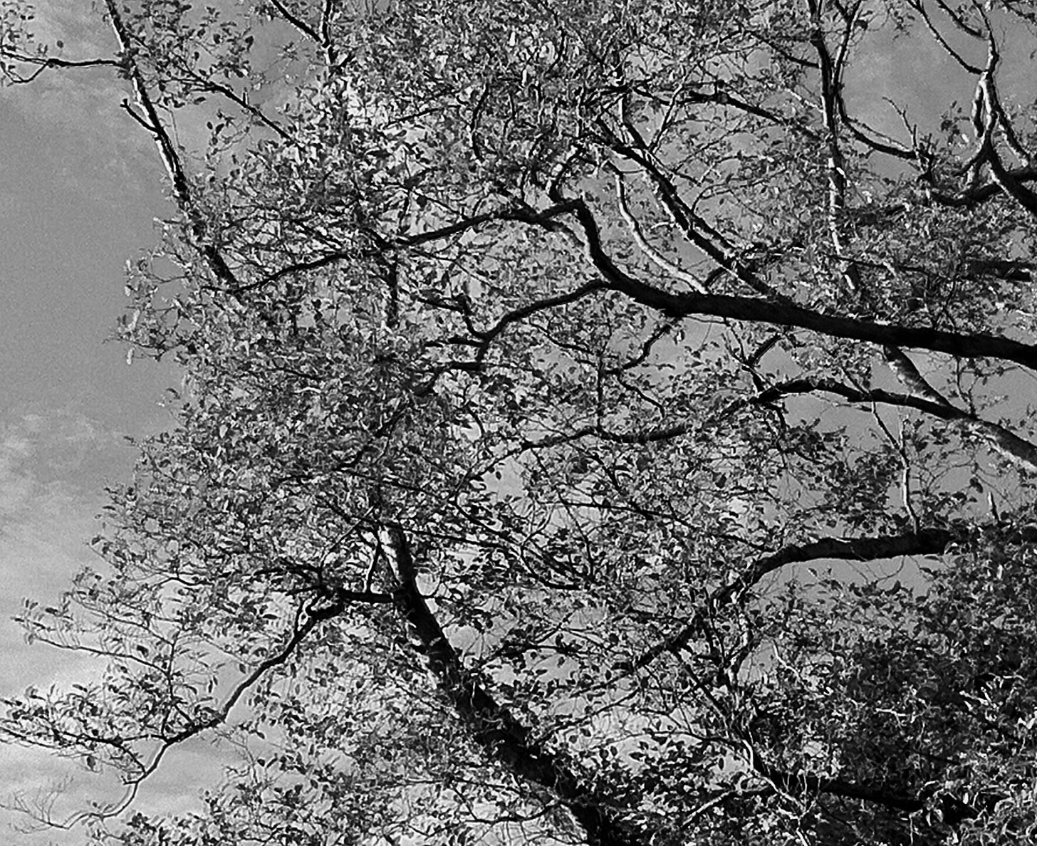 Black and white photo shot looking up at a tree with sky visible in between and at edges