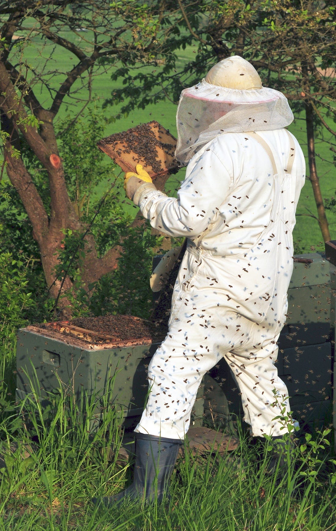A photo of a person in a white beekeeper's uniform holding a honeycomb covered in bees. There are trees and fields in the background.