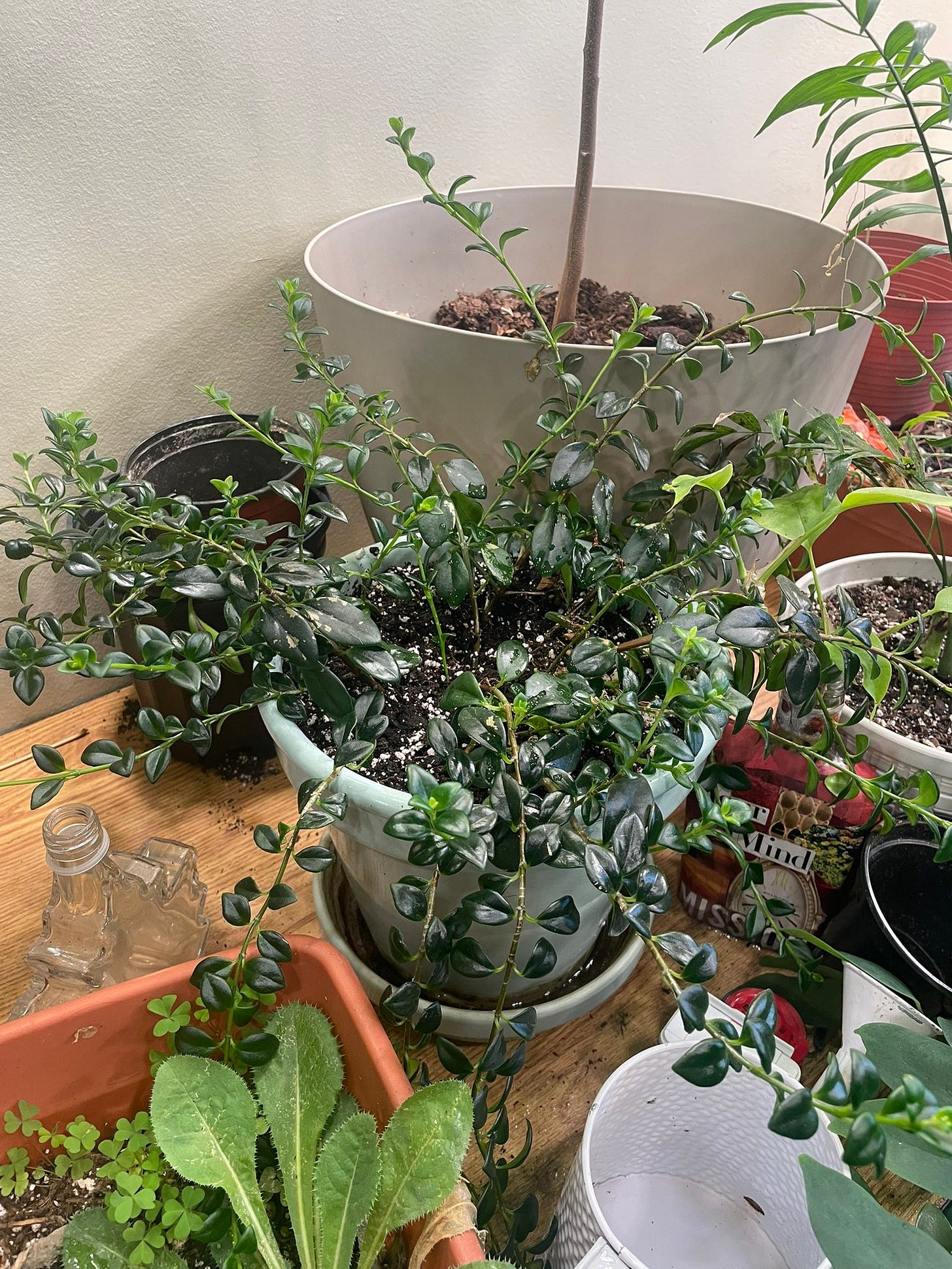 Several short, leafy plants adorn plastic white and brown pots on a dining room table. All against a white wall. A discarded white watering can is in the foreground. The plants are a random assortment of houseplants and weeds.