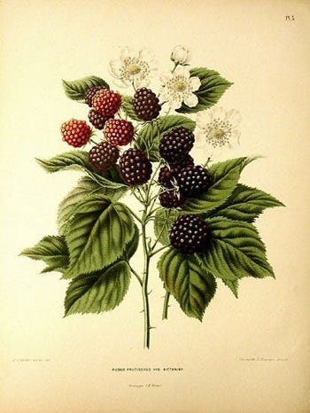 Show 257: Raspberry and Blackberry