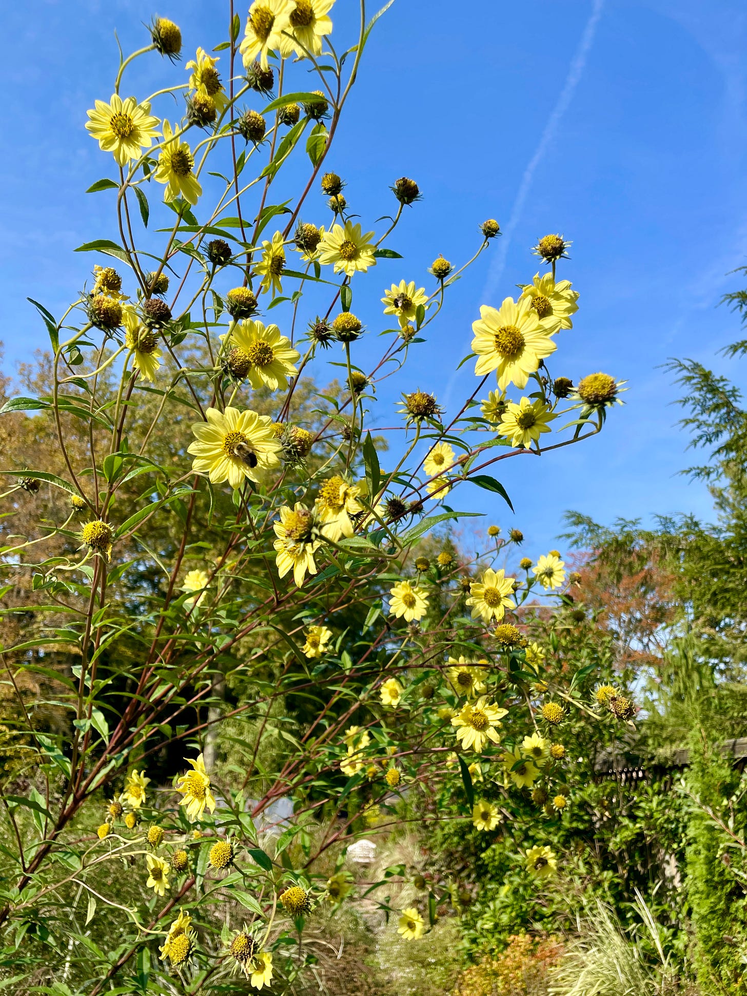 Helianthus ‘Lemon Queen’ towering over everything else in the Long Border this month with its soft yellow flowers. Helianthus ‘Lemon Queen’ towering over everything else in the Long Border this month with its soft yellow flowers.