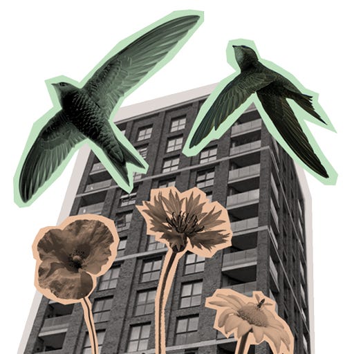 Diary of an Accidental Rewilder