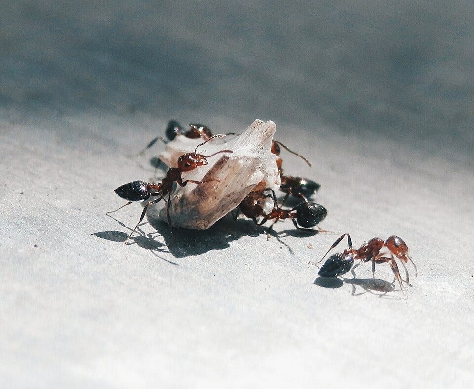 File:Ants on the hunt.jpg