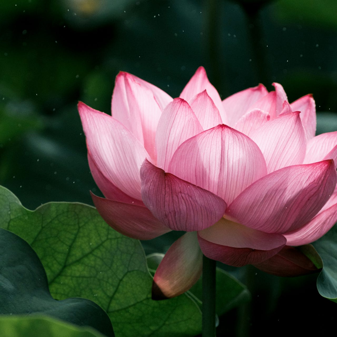A Pearl in the Lotus
