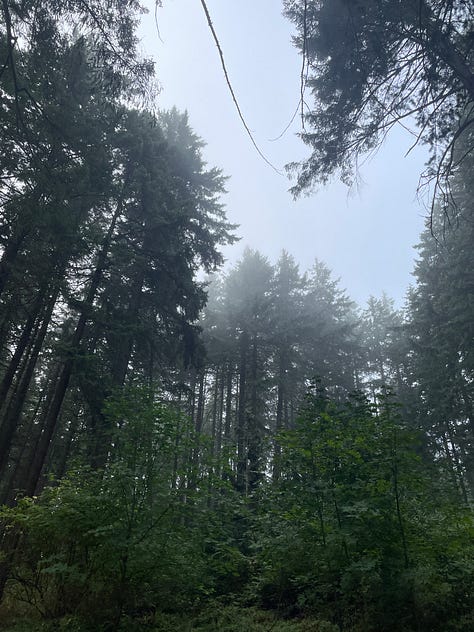 three photos of fir and pine trees