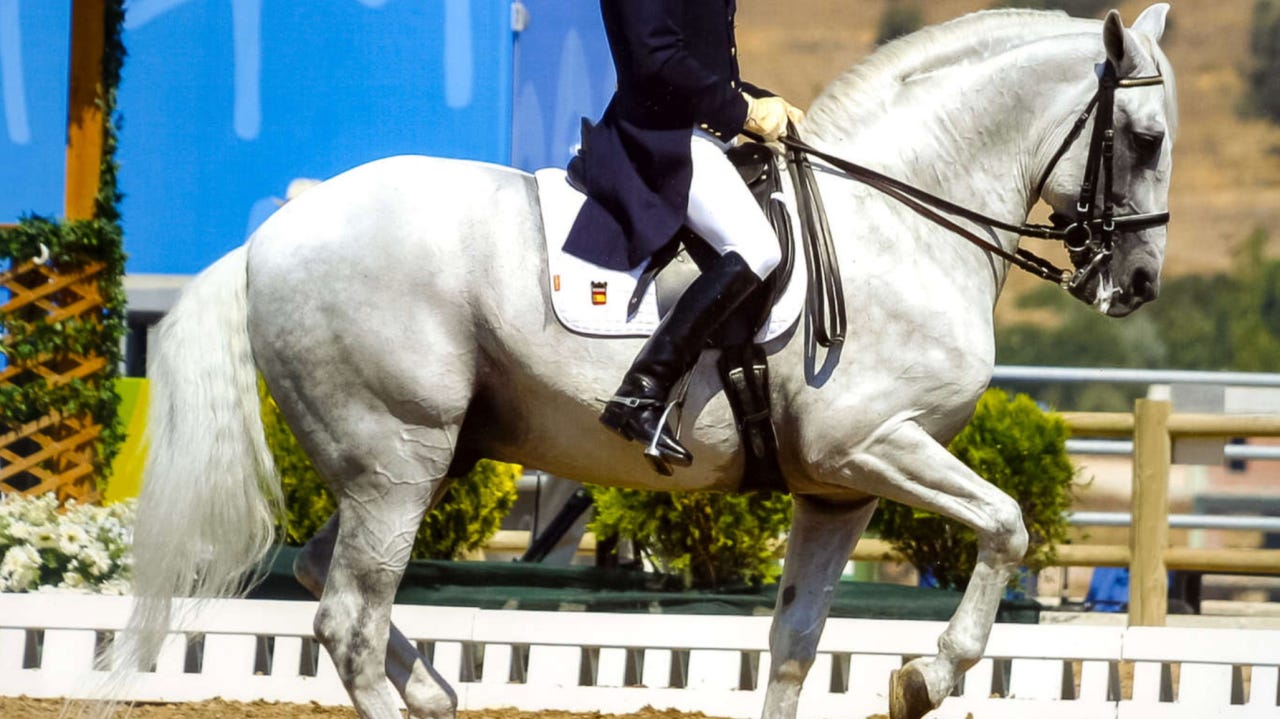 Olympic Medalist Rafael Soto on Invasor Olympic Medalist Rafael Soto on Invasor