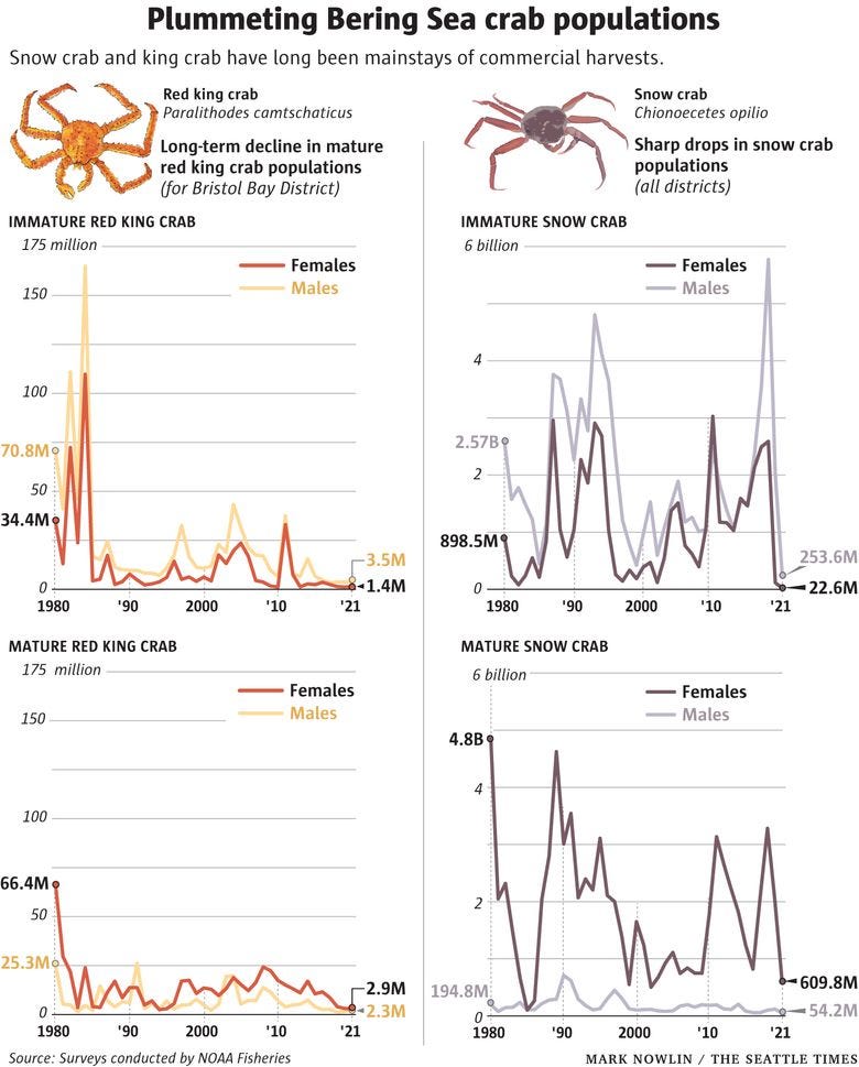 Valuable crab populations are in a 'very scary' decline in warming Bering Sea | The Seattle Times Valuable crab populations are in a 'very scary' decline in warming Bering Sea | The Seattle Times