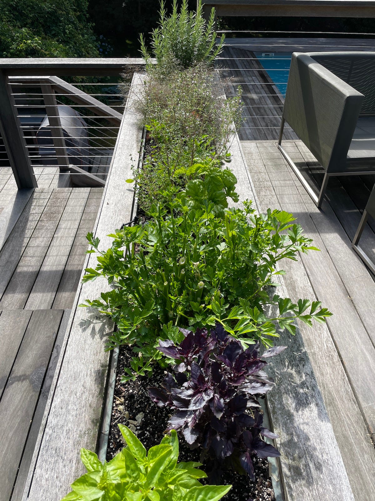 Plant a Culinary Herb Garden! - by Susan Spungen