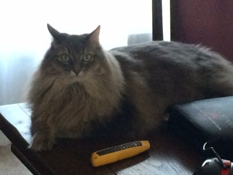 Kali_Table_Cat_Music Kali_Table_Cat_Music