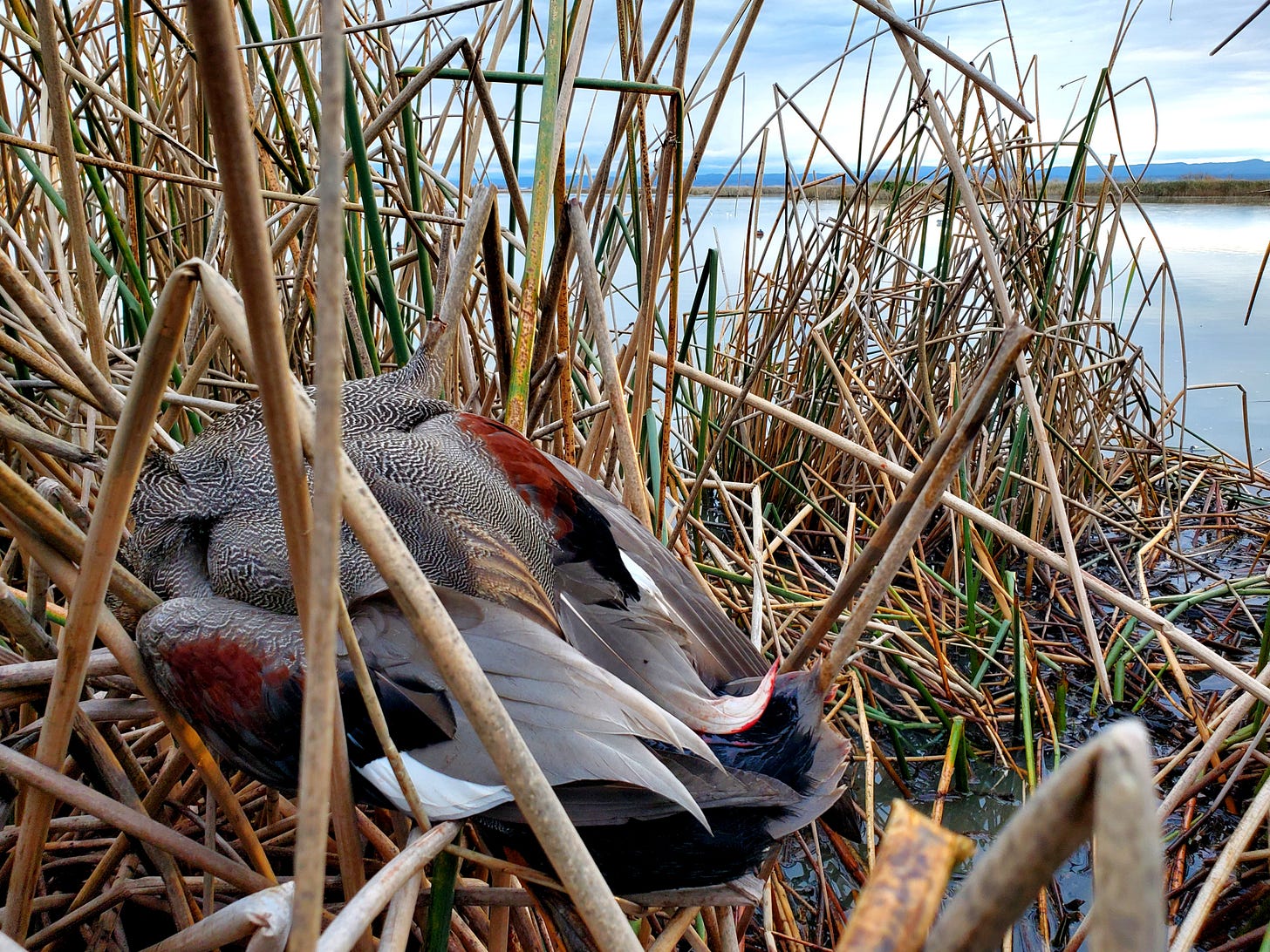 A drake gadwall, draped over bulrush