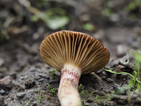 Chroogomphus rutilus