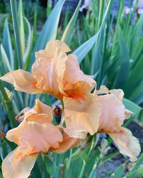 A collection of Bearded Iris in their own bed 