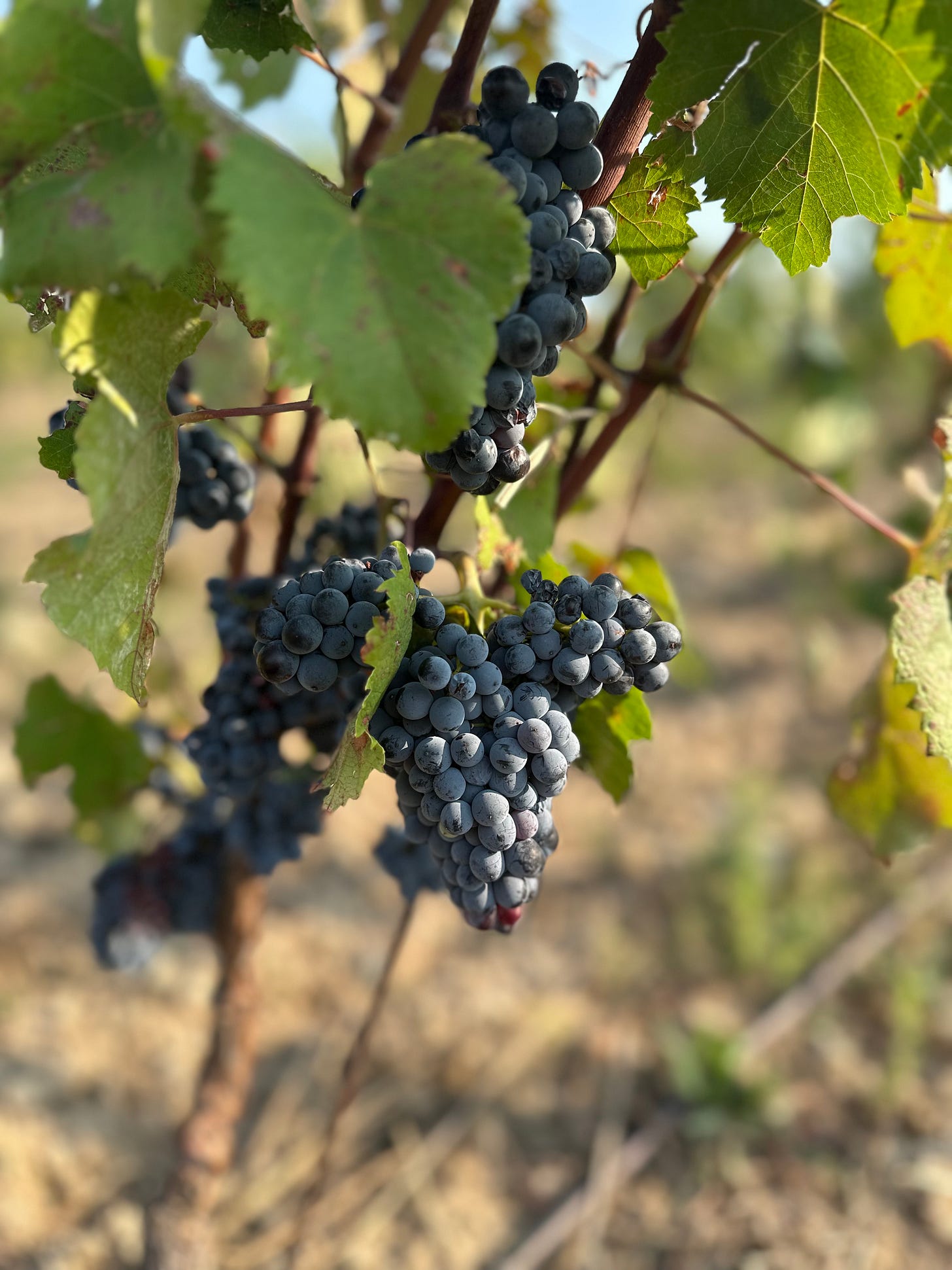 Bovale grape clusters on vine