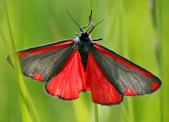 Cinnabar Moth photo