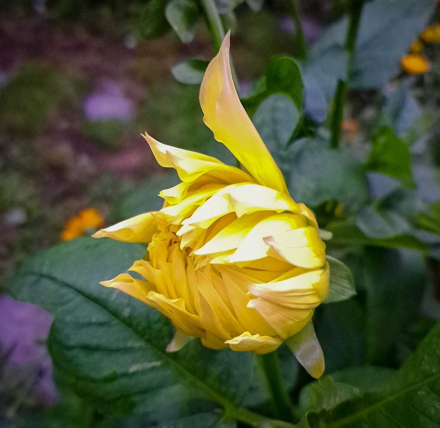 A journey through my garden.. A journey through my garden..