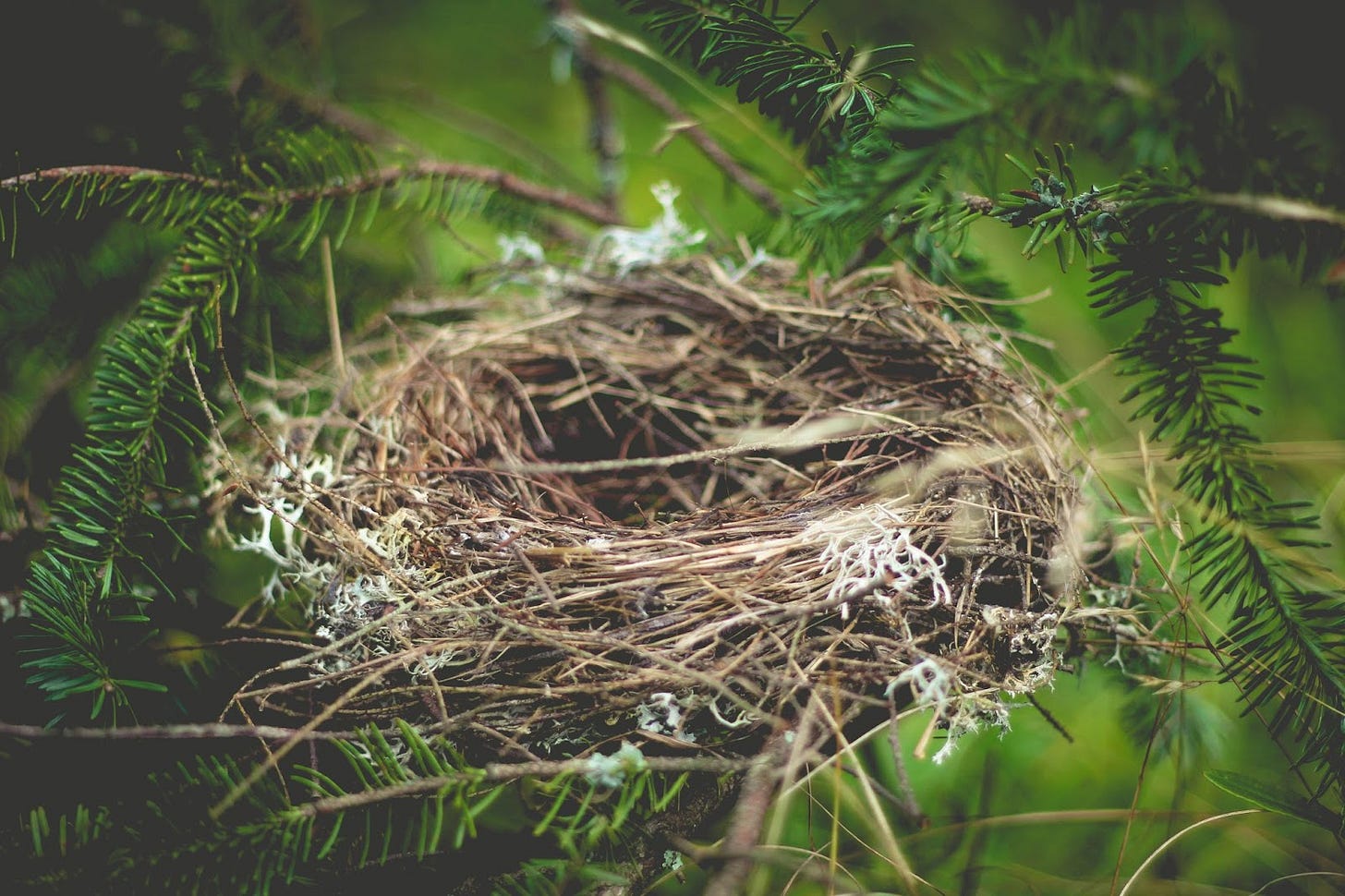 An empty nest on a coniferous tree branch. An empty nest on a coniferous tree branch.