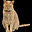 Phyl's avatar