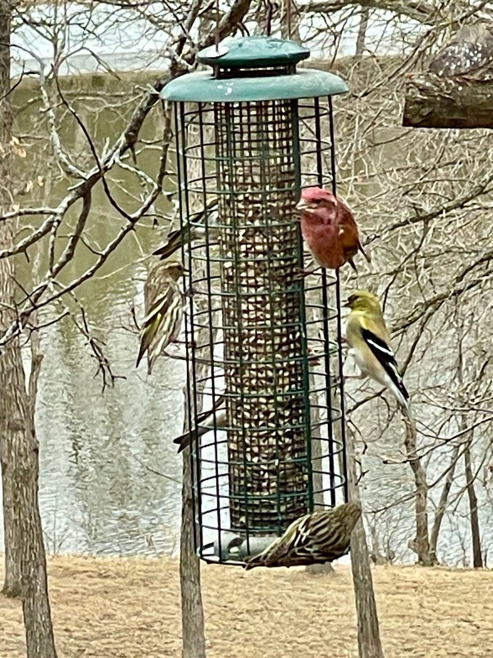 Birds on a bird feeder

Description automatically generated