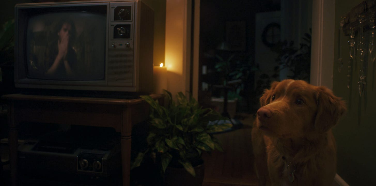 Good Boy (2025) - Midwest Film Journal