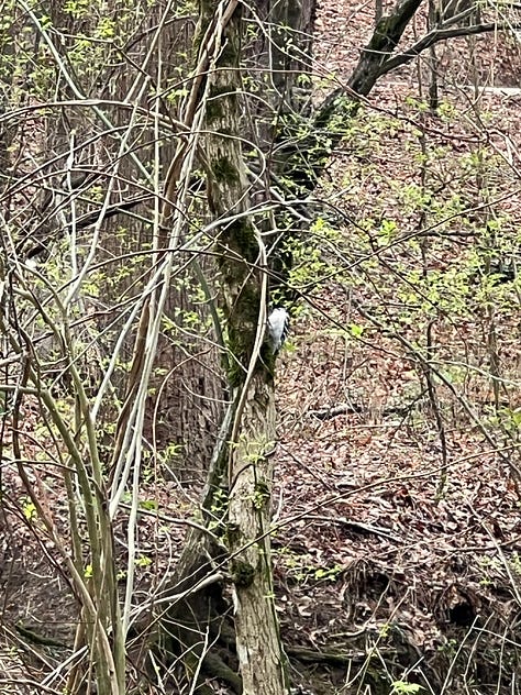 bluebird, downy woodpecker, pine warbler